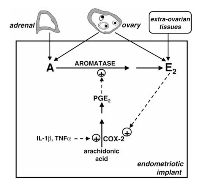 Diagram: IL-1 beta and TNF alpha switch on COX-2, which makes PGE2, which switches on aromatase; estradiol switches COX-2 on again