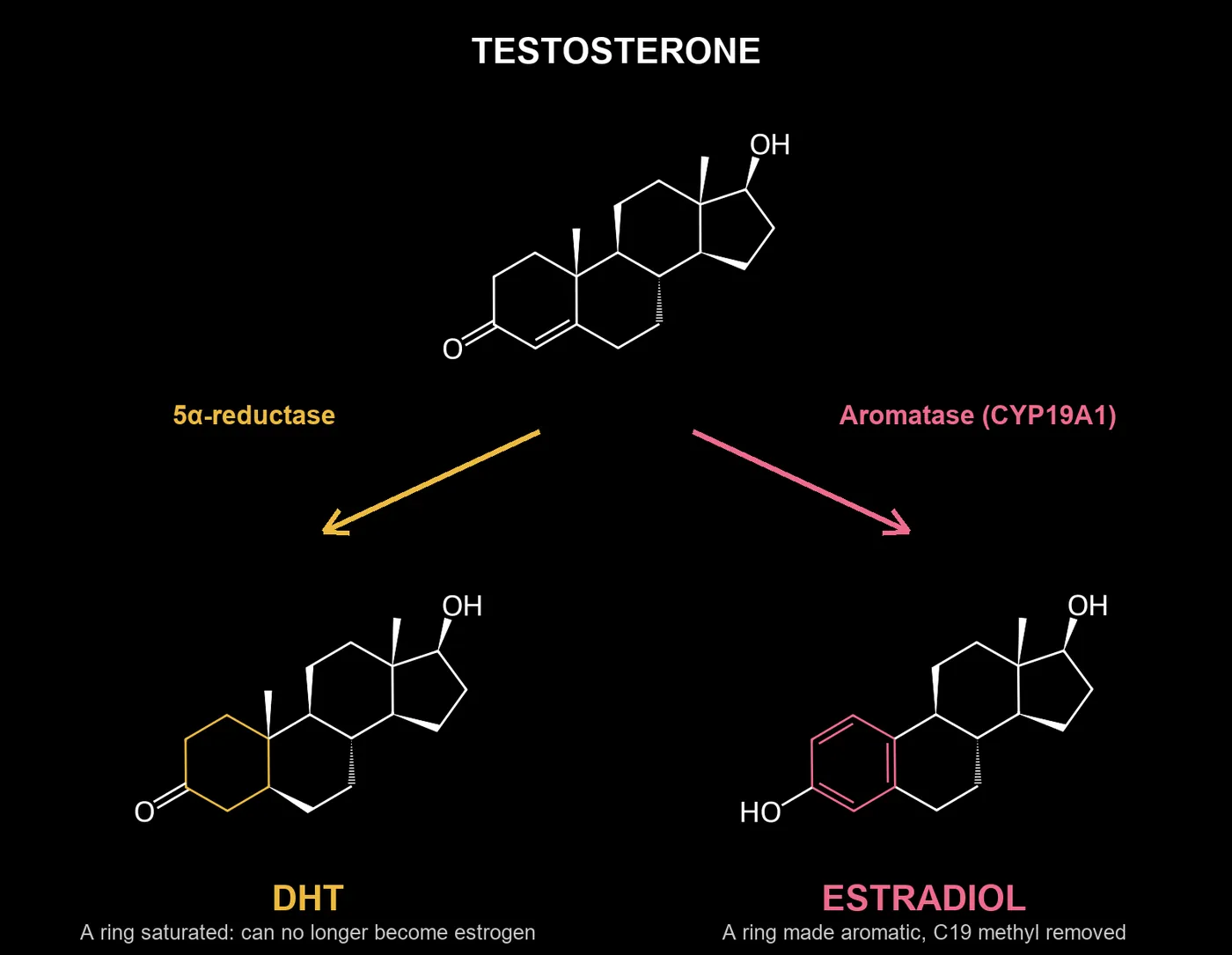 Testosterone converted by 5-alpha reductase into DHT, or by aromatase (CYP19A1) into estradiol