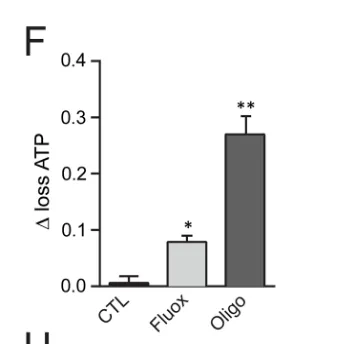 Mitochondrial ATP loss with fluoxetine compared with control and oligomycin