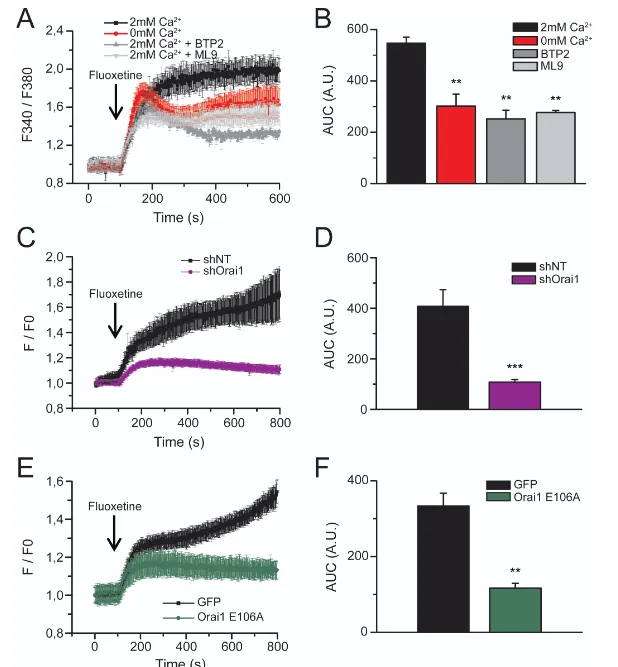 Fluoxetine raises cytosolic calcium