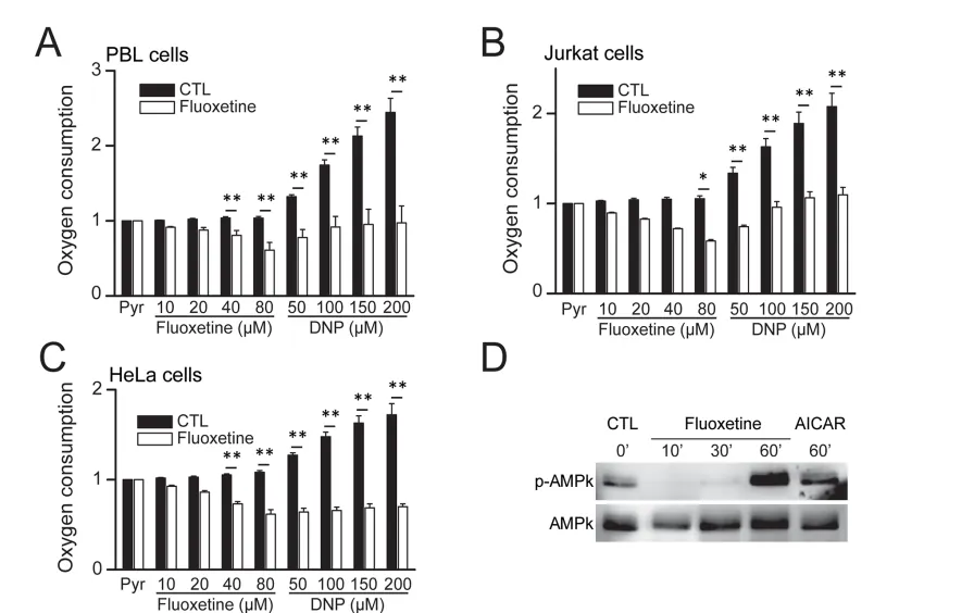 Oxygen consumption falls after fluoxetine in lymphocytes, Jurkat and HeLa cells