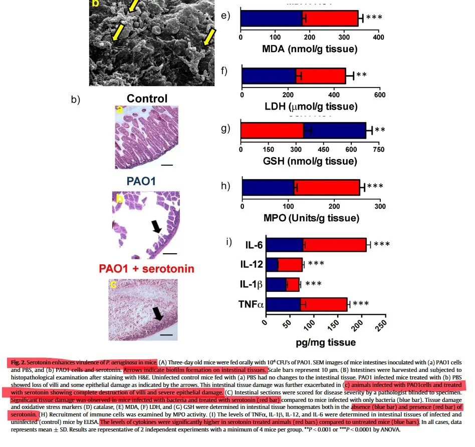 Infected mice with serotonin: higher MDA, LDH, MPO, IL-6, IL-12, IL-1β and TNF-α, lower glutathione