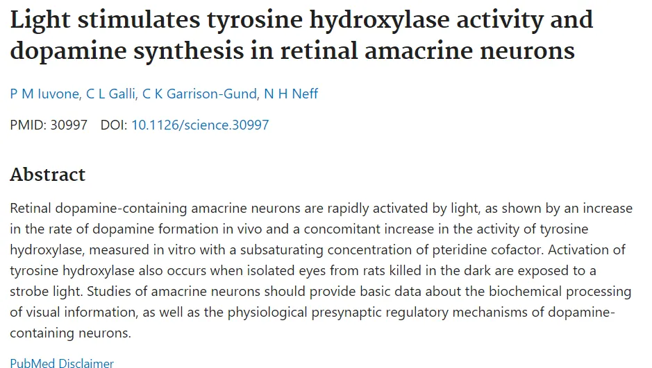 PubMed: Light stimulates tyrosine hydroxylase activity and dopamine synthesis in retinal amacrine neurons